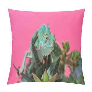 Personality  Close-up View Of Beautiful Tropical Chameleon Crawling On Succulents Isolated On Pink  Pillow Covers