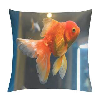 Personality  Gold Fish In Aquarium Pillow Covers