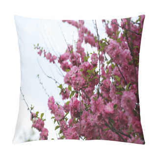 Personality  Prunus Serrulata. Japanese Cherry. Sakura Pillow Covers