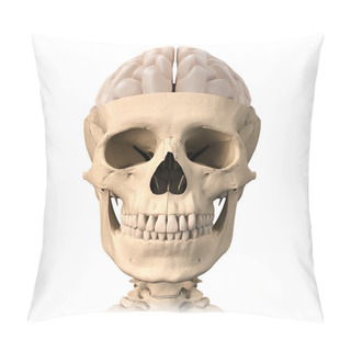 Personality  Human Skull Cutaway, With Half Brain Shown On Top, Front View. Pillow Covers