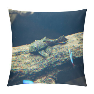 Personality  Galaxy Pleco (Leporacanthicus Galaxias) Pillow Covers