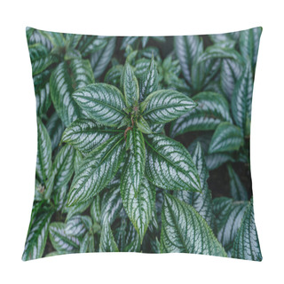 Personality  Dark Green And Silver Pilea Plant Leaves, The Beautiful Texture And Pattern Of Pilea Spruceana Leaves, Also Known As Silver Pilea Pillow Covers
