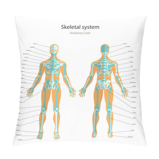 Personality  Anatomy Guide Of Human Skeleton With Explanations. Anatomy Didactic Board Of Human Bony System. Front And Rear View. Pillow Covers