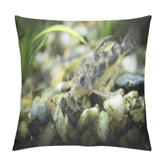 Personality  Corydoras Paleatus. Tropische Fische Schwimmen Im Aquarium, The Best Photo Pillow Covers
