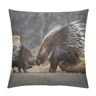 Personality  Mother And Baby Hedgehog (Hystrix Brachyura)in The Natural Atmosphere. Pillow Covers