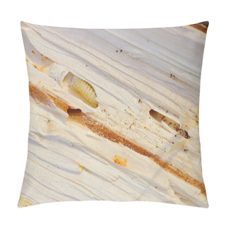 Personality  Bark Beetle Pupae And Galleries In Wood Pillow Covers