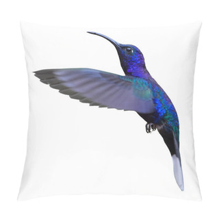 Personality  Isolated On White Background, Blue Hummingbird, Campylopterus Hemileucurus, Glittering Violet Sabrewing Hovering In The Air. La Paz, Costa Rica. Pillow Covers