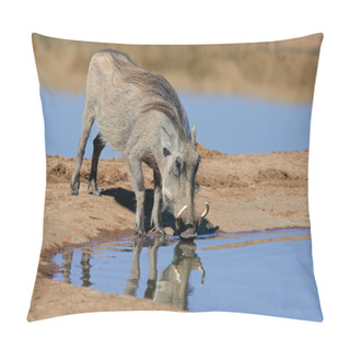 Personality  Warthog Drinking Pillow Covers