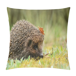 Personality  Young Hedgehog In Forest Pillow Covers
