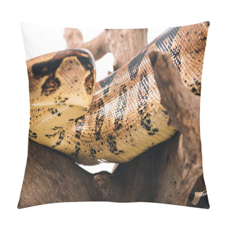 Personality  Selective Focus Of Pattern On Python Snakeskin On Wooden Log Isolated On White Pillow Covers