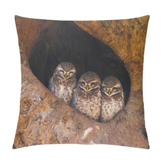 Personality  Spotted Owlet Or Athene Brama, Bandhavgarh Tiger Reserve, Madhya Pradesh State Of India Pillow Covers