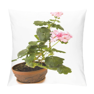 Personality  Pink Pelargonium Flower In The Pot Isolated On White Pillow Covers