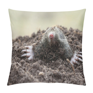 Personality  Mole (Talpa Europaea) Pillow Covers