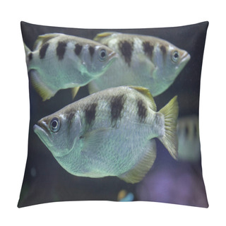 Personality  Banded Archerfishes (Toxotes Jaculatrix) Pillow Covers