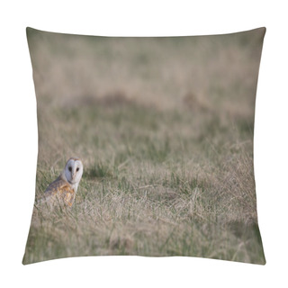 Personality  Wild Barn Owl (Tyto Alba) Stood In Field Looking Straight At You. Taken In The UK. Non Captive Bird. Pillow Covers
