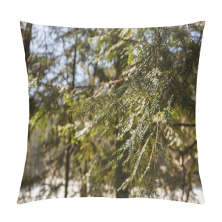 Personality  Branch Of Evergreen Tree In Blurred Forest  Pillow Covers