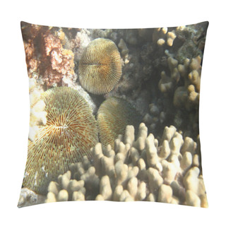 Personality  Hard Sea Corals Marine Life In Indian Ocean Maledives Pillow Covers