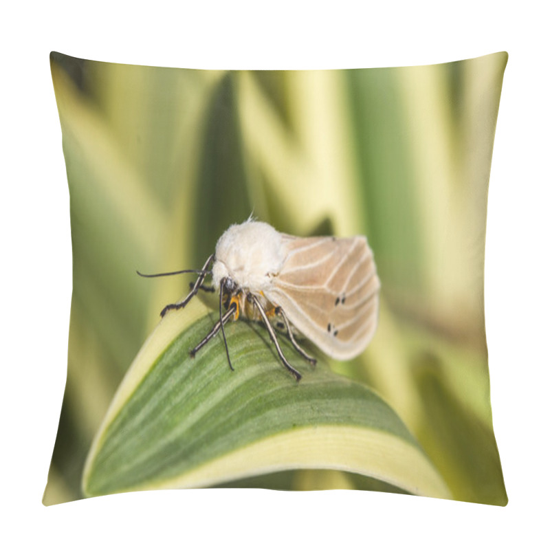 Personality  Moth On Leaf Pillow Covers