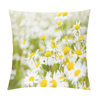 Personality  Bright Daisy Field In Spring Pillow Covers
