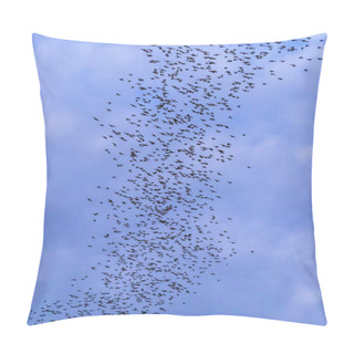 Personality A Bat Herd Is Flying  For Food With Twilight Sky At Evening Back Pillow Covers