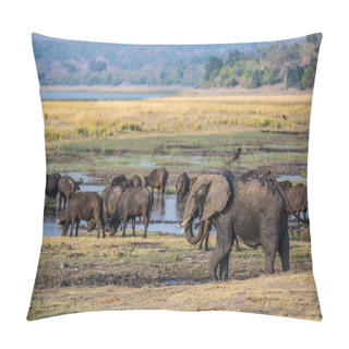 Personality  Elephants Roaming Around Chobe River Pillow Covers