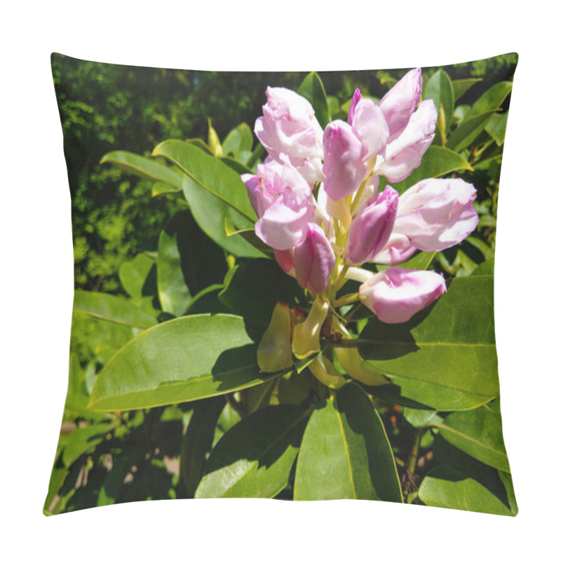 Personality  A large, creamy white southern magnolia flower blossom is circled by the glossy green leaves of the tree. pillow covers