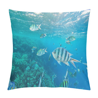 Personality  Shoal Of Fish In Red Sea, Egypt Pillow Covers
