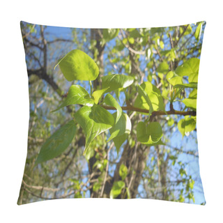 Personality  Dissolve The Leaves Of Poplar Trees In The Spring. Pillow Covers