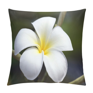 Personality  Paradise Frangipani. Flowers Of Borneo. Pillow Covers