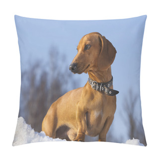 Personality  Dachshund Pillow Covers