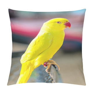 Personality  Portrait Of Yellow Indian Ringneck Parakeet In The Reserve. This Is A Bird That Is Domesticated And Raised In The Home As A Friend Pillow Covers