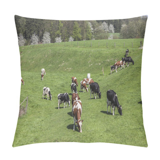 Personality  Grazing Cows In Spring, Holperdorp, Tecklenburger Land, North Rhine-Westphalia, Germany, Europe Pillow Covers
