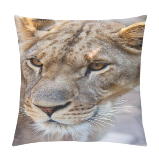 Personality  Close-up Of Lioness Pillow Covers
