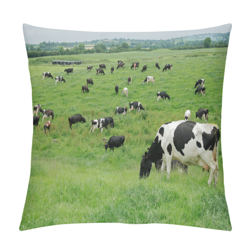 Personality  Freisian Dairy Cows Pillow Covers
