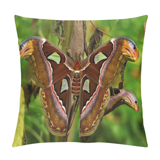 Personality  Tropical Attacus Atlas Pillow Covers