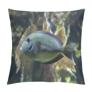 Personality  Doctorfish (Acanthurus Chirurgus) Pillow Covers