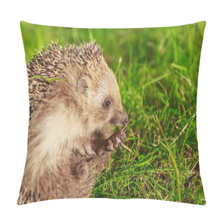 Personality  Hedgehog, Wild, Native, European Hedgehog On Green Moss With Blurred Green Background. Pillow Covers