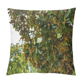 Personality  Park Natural Museum-Reserve. Magnolia Tree In Blossom Crimea, Alupka, . Pillow Covers