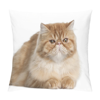 Personality  Persian Cat, 5 Months Old, Lying In Front Of White Background Pillow Covers