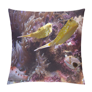 Personality  Tropical Fishes Pillow Covers