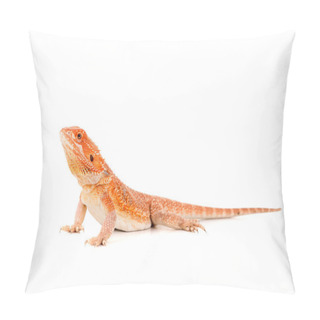 Personality  Bearded Dragon Lizard Pillow Covers