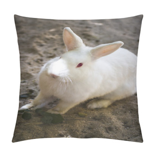 Personality  Small Mammal Pillow Covers
