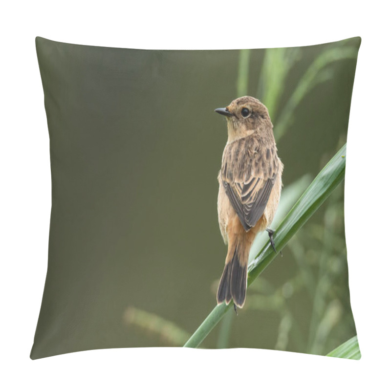 Personality  Female Pied Bushchat perching on grass stem  looking into a distance pillow covers