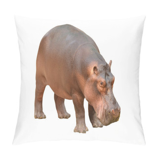 Personality  Hippopotamus Isolated Pillow Covers