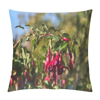 Personality  Beautiful Pink Fuchsia Magellanica Riccartonii Autumnal Bell-shaped Flowers On Blurry Green Background With Selective Focus And Copy Space. Wild Flowers. Dublin, Ireland Pillow Covers