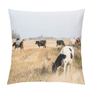 Personality  Selective Focus Of Herd Of Cows And Bulls Standing In Pasture  Pillow Covers