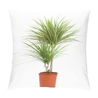 Personality  Dracaena In A Pot On A White Background Pillow Covers