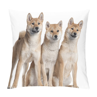 Personality  Three Shiba Inu Puppies, 6 Months Old, In Front Of White Background Pillow Covers