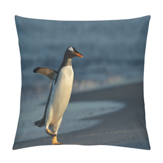 Personality  Close-up Of A Gentoo Penguin Coming Ashore, Falkland Islands. Pillow Covers