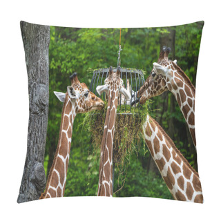 Personality  The Giraffe, Giraffa Camelopardalis Is An African Even-toed Ungulate Mammal, The Tallest Of All Extant Land-living Animal Species, And The Largest Ruminant. Pillow Covers